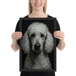 Close-up portrait of a poodle with water droplets on its curly fur against a black background in dramatic lighting.